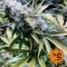 Critical Kush - Barney's Farm